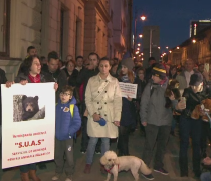 Mars pe strazile Sibiului, dupa uciderea ursului. Motivul pentru care DSVSA a incinerat animalul chiar in ziua impuscarii Mars pe strazile Sibiului, dupa uciderea ursului. Motivul pentru care DSVSA a incinerat animalul chiar in ziua impuscarii