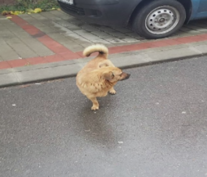 Caine calcat intentionat cu masina si lasat in agonie sub roata. Scenele petrecute intr-o localitate din Iasi Caine calcat intentionat cu masina si lasat in agonie sub roata. Scenele petrecute intr-o localitate din Iasi