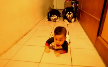 Cainii husky care imita un bebelus, clipul saptamanii pe internet