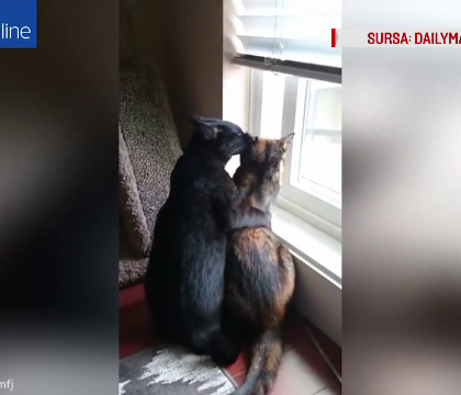 Pisicile care au cucerit internetul. Gesturile de tandrete surprinse de stapanul lor, pe camera
