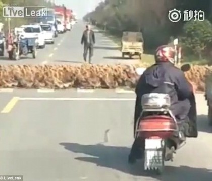 Defilarea ratelor, in China. Cum au traversat 20.000 de pasari o strada extrem de circulata