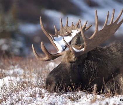 Doi elani mult prea preocupati sa se bata intre ei au murit inghetati in Alaska. "A fost o imagine atat de ireala"