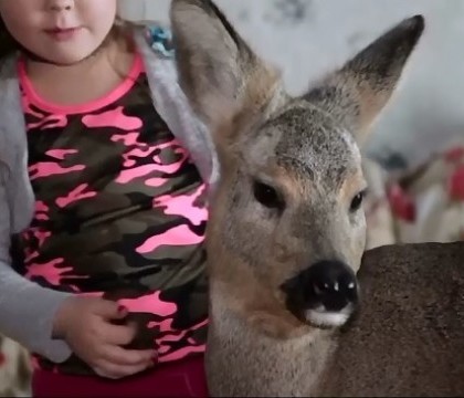 O familie din Rusia are drept animal de companie o caprioara. De ce le-a permis legea sa o pastreze pe Milla O familie din Rusia are drept animal de companie o caprioara. De ce le-a permis legea sa o pastreze pe Milla