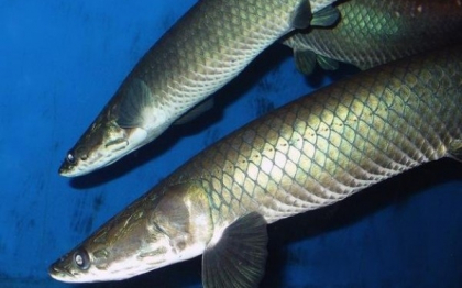 O noua specie de peste amazonian urias a fost descoperita in Brazilia. FOTO