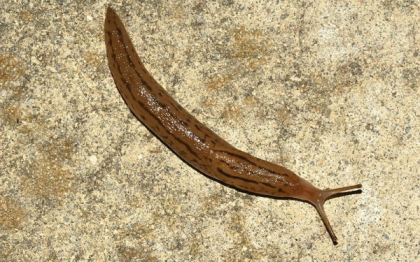Limacsii uriasi "invadeaza" Marea Britanie. Biologii cer ajutorul populatiei pentru exterminarea lor