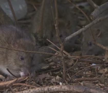 Invazie de sobolani la Paris. Rozatoarele sunt de 2 ori mai multe decat locuitorii, parcurile au fost inchise Invazie de sobolani la Paris. Rozatoarele sunt de 2 ori mai multe decat locuitorii, parcurile au fost inchise