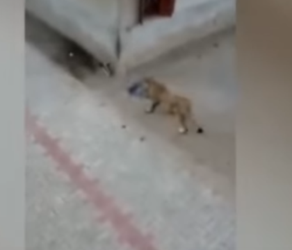Un leu evadat dintr-o rezervatie a ingrozit locuitorii unui sat din India. Ce manca animalul de prada in fata lor - VIDEO Un leu evadat dintr-o rezervatie a ingrozit locuitorii unui sat din India. Ce manca animalul de prada in fata lor - VIDEO