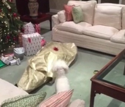 Momentul savuros in care un catelus gaseste un cadou urias langa bradul de Craciun si incearca sa-l desfaca. Ce era in el - VIDEO Momentul savuros in care un catelus gaseste un cadou urias langa bradul de Craciun si incearca sa-l desfaca. Ce era in el - VIDEO