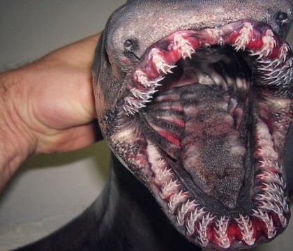 Un pescar rus prinde cele mai bizare creaturi marine. FOTO cu "monstrii" din adancurile oceanelor