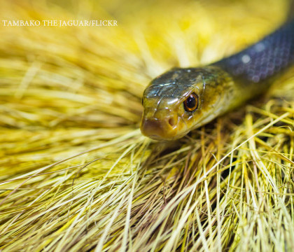 Un australian a murit dupa ce s-a luptat in sufragerie cu cel mai veninos sarpe din lume. Medicii nu au mai putut face nimic