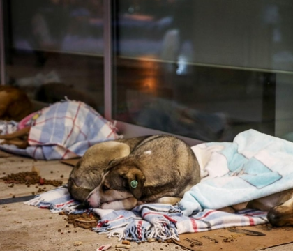 Imagini impresionante intr-un mall din Istanbul. Cativa maidanezi au primit paturi si mancare pentru a nu ingheta pe strazi - GALERIE FOTO