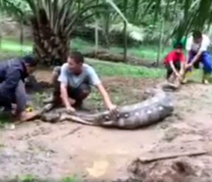 Sarpe urias, capturat in Malaysia dupa ce a atacat un sat. "Mancase atat de multe animale ca nu se mai putea misca"