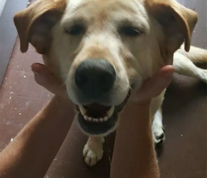 Un adolescent a vrut sa salveze un labrador care parea ratacit. Ce surpriza a avut cand i-a citit mesajul de pe medalion Un adolescent a vrut sa salveze un labrador care parea ratacit. Ce surpriza a avut cand i-a citit mesajul de pe medalion