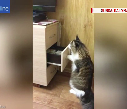 O pisica face furori pe internet. A fost filmata in timp ce a deschis doua sertare pentru a ajunge la jucaria preferata O pisica face furori pe internet. A fost filmata in timp ce a deschis doua sertare pentru a ajunge la jucaria preferata