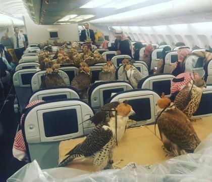 Aroganta in Orientul Mijlociu. Un print saudit si-a transportat cei 80 de soimi cu avionul. FOTO si VIDEO Aroganta in Orientul Mijlociu. Un print saudit si-a transportat cei 80 de soimi cu avionul. FOTO si VIDEO