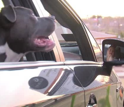 Caine pitbull, uitat de un barbat pe bancheta din spate a unui taxi. Soferul a decis in final sa il adopte Caine pitbull, uitat de un barbat pe bancheta din spate a unui taxi. Soferul a decis in final sa il adopte