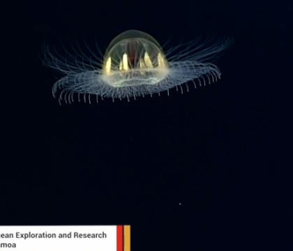 Meduza care seamana cu un OZN, foarte rara, filmata de cercetatori in Pacific Meduza care seamana cu un OZN, foarte rara, filmata de cercetatori in Pacific