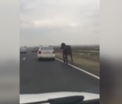 Scene revoltatoare surprinse pe o sosea din Romania. Un sofer a filmat un cal tras de o masina Scene revoltatoare surprinse pe o sosea din Romania. Un sofer a filmat un cal tras de o masina
