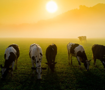 Turcia returneaza Olandei 40 de vaci Holstein, in semn de protest fata de guvernul acestei tari Turcia returneaza Olandei 40 de vaci Holstein, in semn de protest fata de guvernul acestei tari