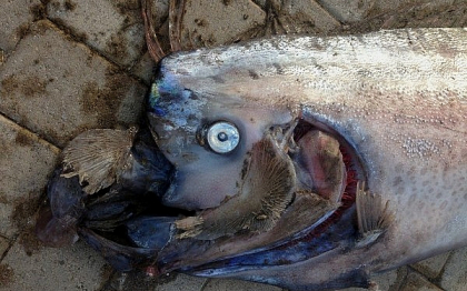 Presa straina: Aparitia pestilor-vasla uriasi ar putea fi semnul apropierii unui cutremur mare Presa straina: Aparitia pestilor-vasla uriasi ar putea fi semnul apropierii unui cutremur mare