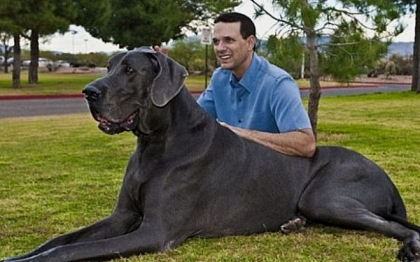 Gigantul George, cel mai inalt caine din lume a murit la varsta de 8 ani Gigantul George, cel mai inalt caine din lume a murit la varsta de 8 ani