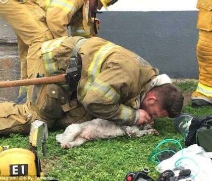 Moment emotionat la stingerea unui incendiu, in SUA. Un caine a fost resuscitat si readus la viata de un pompier. VIDEO