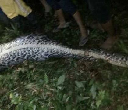 Momentul socant in care oamenii eviscereaza un piton urias si il descopera in interior pe prietenul lor dat disparut. VIDEO