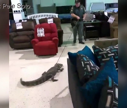 Un aligator de un metru si jumatate si-a facut aparitia intr-un magazin de mobila din Florida. Ce s-a intamplat cu reptila Un aligator de un metru si jumatate si-a facut aparitia intr-un magazin de mobila din Florida. Ce s-a intamplat cu reptila