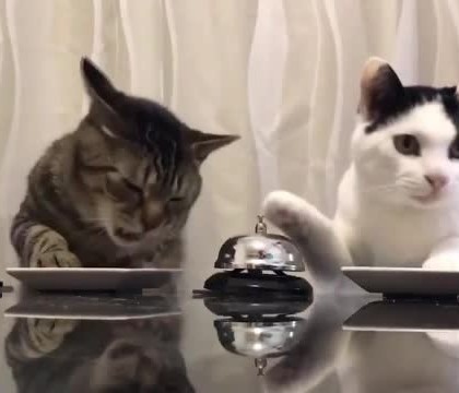 Clipul in care doua pisicute apasa pe sonerie pentru a primi mancare, viral pe internet. Politicianul fermecat de imagini Clipul in care doua pisicute apasa pe sonerie pentru a primi mancare, viral pe internet. Politicianul fermecat de imagini