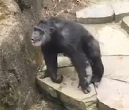 Surpriza neplacuta pentru vizitatoarea unei gradini zoologice. Ce i-a facut un cimpanzeu energic - VIDEO Surpriza neplacuta pentru vizitatoarea unei gradini zoologice. Ce i-a facut un cimpanzeu energic - VIDEO