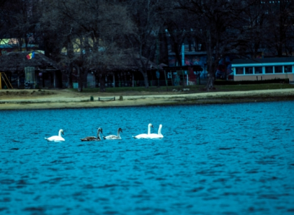 Lebedele de pe lacul Valea Morilor au disparut! S-au retinut acolo doar 5 zile. Unde se afla pasarile acum