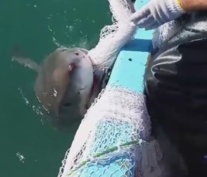 Momentul in care un pescar din Australia pocneste un rechin peste bot, suparat ca nu-i da drumul la navodul cu peste. VIDEO