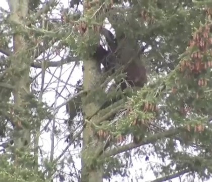 Politistii americani au supravegheat, timp de 11 ore, un urs catarat intr-un copac. Cum s-a terminat aventura Politistii americani au supravegheat, timp de 11 ore, un urs catarat intr-un copac. Cum s-a terminat aventura