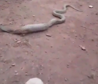 Au privit si au filmat ingroziti de la distanta. Ce a inghitit aceasta cobra indiana. VIDEO