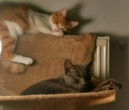 Frauda cu pisici moarte, in Marea Britanie. Cati bani a obtinut un barbat dupa ce a inventat o tragedie cu feline Frauda cu pisici moarte, in Marea Britanie. Cati bani a obtinut un barbat dupa ce a inventat o tragedie cu feline