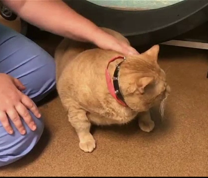 Pisica de 16 kg care a intrat la cura de slabire. "Nu putea face mai mult de cativa pasi fara sa gafaie" Pisica de 16 kg care a intrat la cura de slabire. "Nu putea face mai mult de cativa pasi fara sa gafaie"