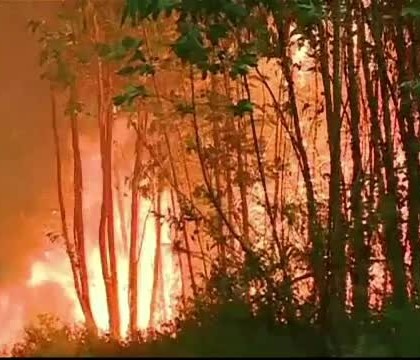 Incendiile de padure din Portugalia au facut cel putin 39 de morti. Victimele incercau sa fuga cu masina din calea flacarilor