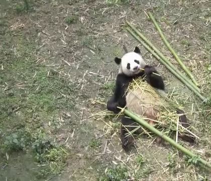 Gradina zoologica din Berlin s-a imbogatit cu doi locatari minunati. O pereche de ursi panda adusi din China Gradina zoologica din Berlin s-a imbogatit cu doi locatari minunati. O pereche de ursi panda adusi din China