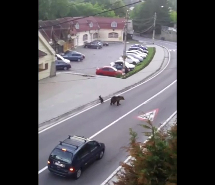 O ursoiaca insotita de 2 pui a poposit jumatate de ora in fata unei pensiunii din Tusnad, Romania. Ce spun localnicii despre aparitie