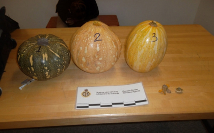 Ce au descoperit politistii din Canada in dovlecii de Halloween Ce au descoperit politistii din Canada in dovlecii de Halloween