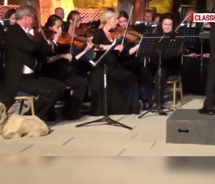 Un labrador, vedeta concertului Ochestrei de Camera de la Viena. Ce a facut patrupedul Un labrador, vedeta concertului Ochestrei de Camera de la Viena. Ce a facut patrupedul