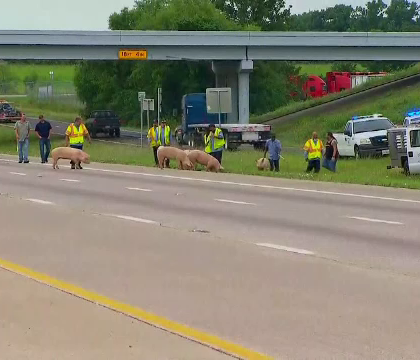 Nesperata evadare. Un camion de mari dimensiuni care transporta porci s-a rasturnat pe o autostrada din America