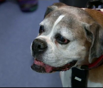 Banca de sange pentru animale. Un medic veterinar vrea sa ii convinga pe australieni sa vina cu animalele sa doneze Banca de sange pentru animale. Un medic veterinar vrea sa ii convinga pe australieni sa vina cu animalele sa doneze