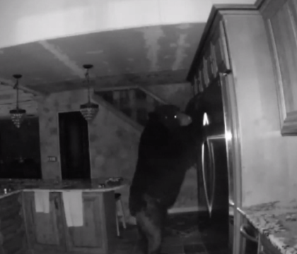 Un urs a intrat in casa unui american si a petrecut 5 ore inauntru. Ce au surprins camerele de supraveghere Un urs a intrat in casa unui american si a petrecut 5 ore inauntru. Ce au surprins camerele de supraveghere
