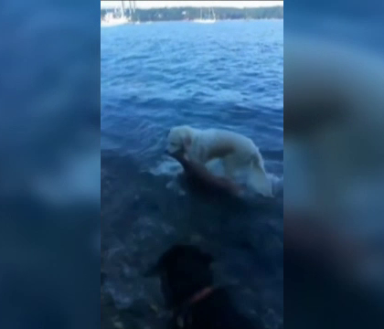 Operatiune de salvare inedita, in Statele Unite. Ce creatura a scos un golden retriever dintr-un lac - FOTO