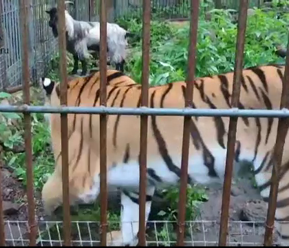 O tigroaica de la un parc zoo din Rusia s-a imprietenit cu o capra pe care ingrijitorii i-o adusesera pentru a o manca - FOTO O tigroaica de la un parc zoo din Rusia s-a imprietenit cu o capra pe care ingrijitorii i-o adusesera pentru a o manca - FOTO