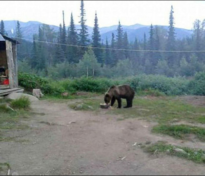 25 de copii din Rusia au ramas captivi intr-o tabara, dupa ce un urs a devenit agresiv. Gestul iresponsabil al angajatilor - FOTO