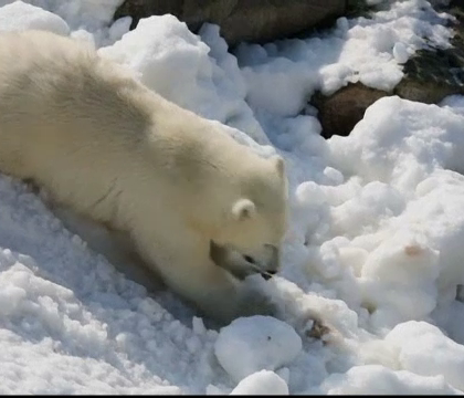 Ursii polari de la gradina zoologica din Laponia au avut parte de joaca in zapada. Surpriza pregatite pentru animale Ursii polari de la gradina zoologica din Laponia au avut parte de joaca in zapada. Surpriza pregatite pentru animale