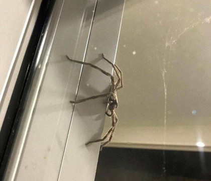 Un cuplu din Australia s-a inchis in casa de teama unui paianjen. Cand au vazut creatura, prietenii i-au sfatuit sa se mute - FOTO Un cuplu din Australia s-a inchis in casa de teama unui paianjen. Cand au vazut creatura, prietenii i-au sfatuit sa se mute - FOTO
