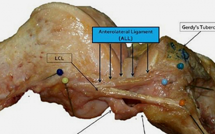 Un nou organ a fost descoperit in corpul uman, dupa sute de ani de studii Un nou organ a fost descoperit in corpul uman, dupa sute de ani de studii